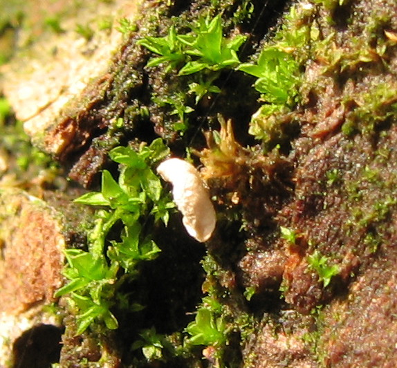Leucoscypha leucotricha vs. Rimbachia neckerae